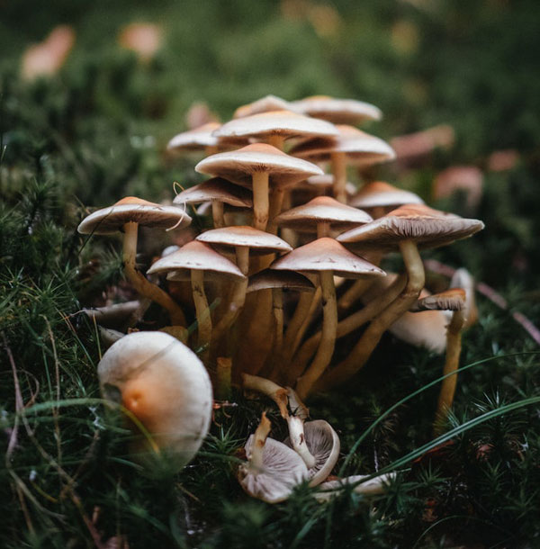 turismo micologico soria 2